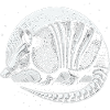 Armadillo Gürteltier