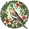 Cockatiel