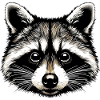 Raccoon