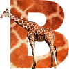 Giraffe B