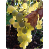 GRAPE