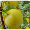 MIRABELLE PLUMS