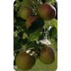 APPLES