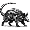 Armadillo Gürteltier