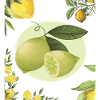 lemon fruit art