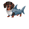 Teckel En Costumes Drôle Requin
