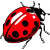 Marienkäfer