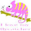 Chamaeleon animal