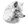 Arctic Fox Polarfüchse Polarfuchs