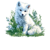 Arctic Fox Polarfüchse Polarfuchs