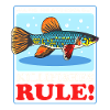 Killifish Egg-laying Toothcarp Gift