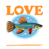 Killifish Egg-laying Toothcarp Fish Gift