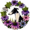 Greyhound