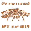 Spiders Pet Hunter Insect
