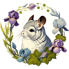Chinchilla
