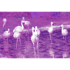 Flamingos, roses.