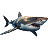 Great white shark