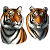 Wild Cat - Majestic Tiger