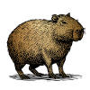 Cabybara