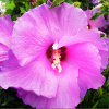 Fleur de mauve