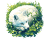 Arctic Fox Polarfüchse Polarfuchs