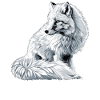 Arctic Fox Polarfüchse Polarfuchs