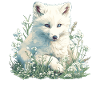 Renard arctique Polarfüchse Polarfuchs