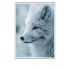 Arctic Fox Polarfüchse Polarfuchs