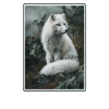 Arctic Fox Polarfüchse Polarfuchs