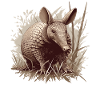 Armadillo Gürteltiere Gürteltier