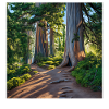 Hiking Forest Journey