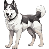 Husky Dog