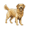 Golden Retriever Dog