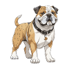 Bulldog Dog