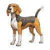 Beagle Dog