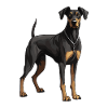 Doberman Dog