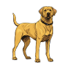 Labrador Dog
