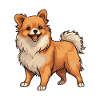 Pomeranian Dog