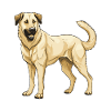 Kangal Dog