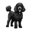 Caniche Chien