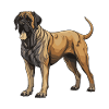 Mastiff Dog