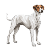 Chien lévrier
