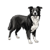 Chien Border Collie