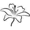 Bloomyvitae - Blüte - schwarz