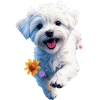 Jumping Maltese Puppy - 2 - 🐾