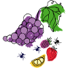 Fruit with insects