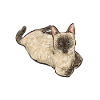 Siamese Cat Siamese Cat