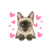 Siamese Cat Siamese Cat