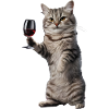 Katze Wein