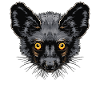 Aye-Aye Fingertiere Fingertier